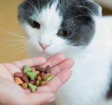 Tips to Buy Healthy Cat Treats Every Time