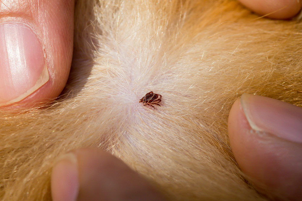 5 Easy Home Remedies to Eliminate Fleas and Ticks in Dogs