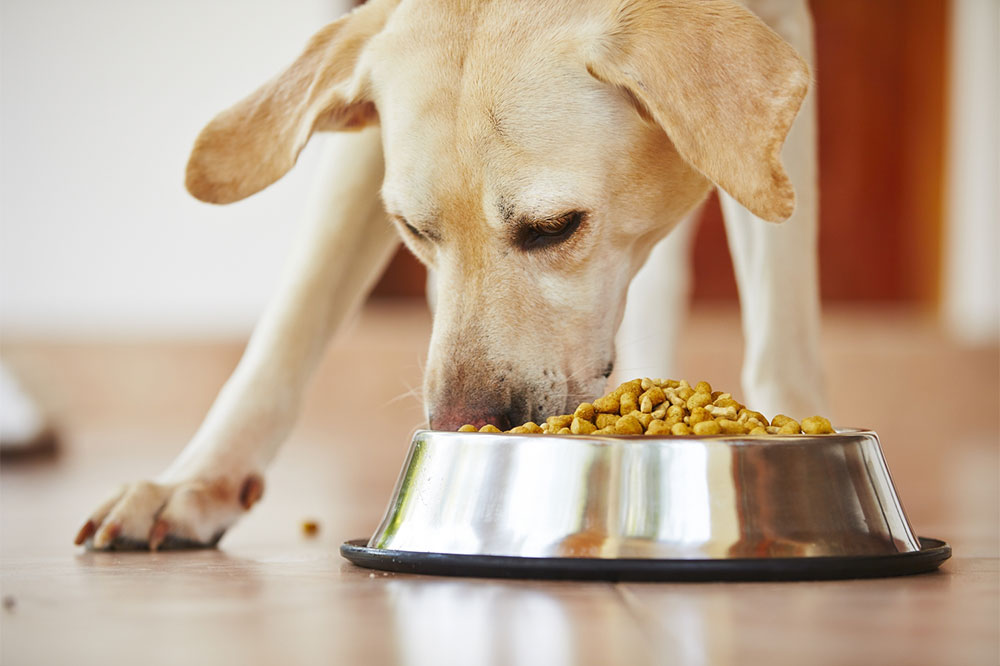 Practical Tips to Buy Healthy Dog Food