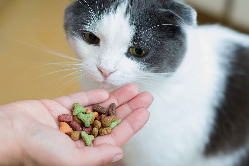 Tips to Buy Healthy Cat Treats Every Time